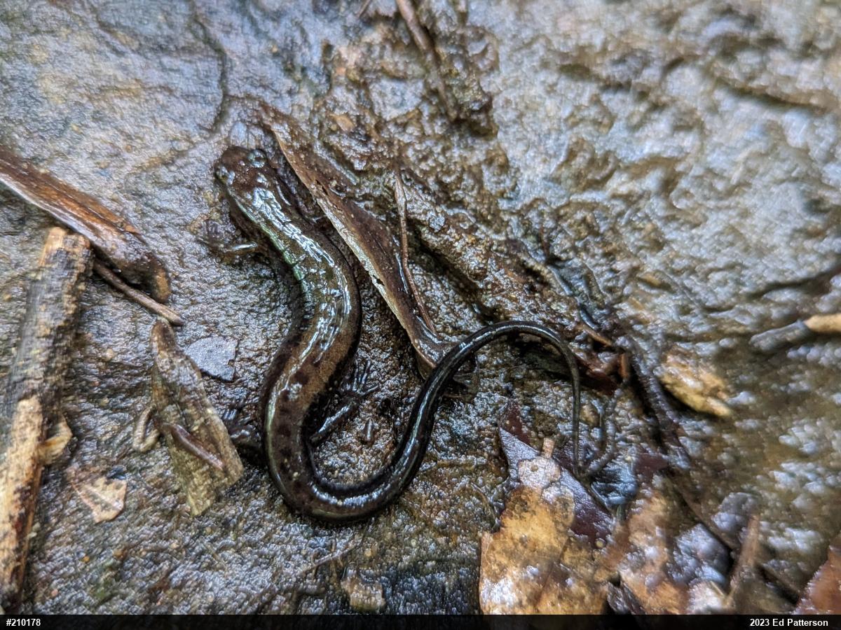 Allegheny Mountain Dusky Salamander