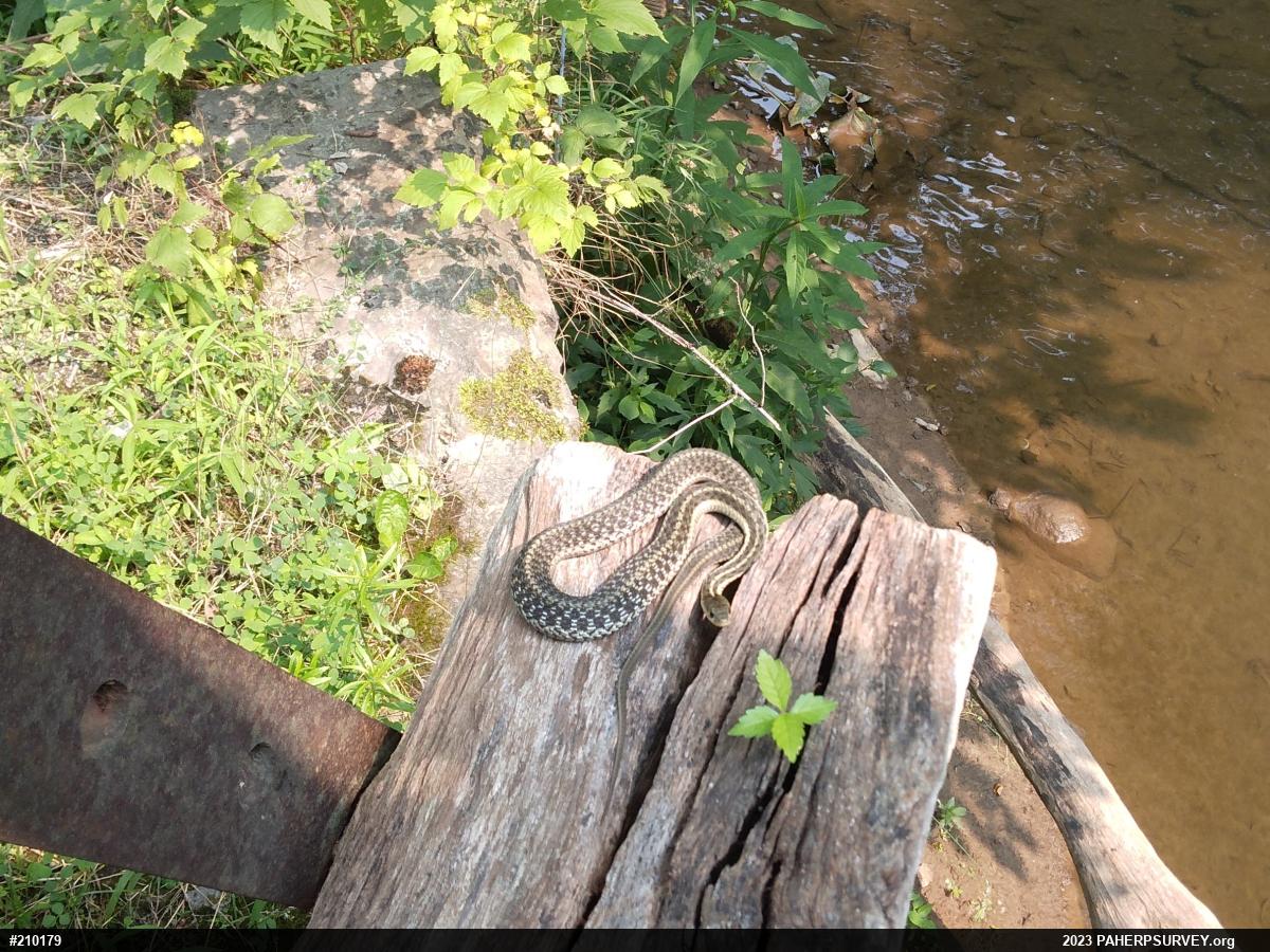 Eastern Gartersnake