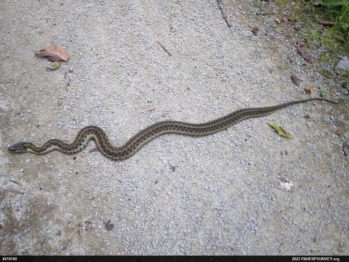 Eastern Gartersnake