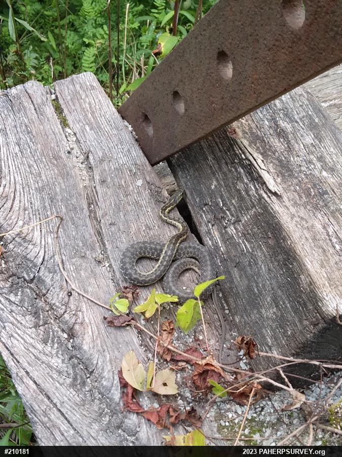 Eastern Gartersnake