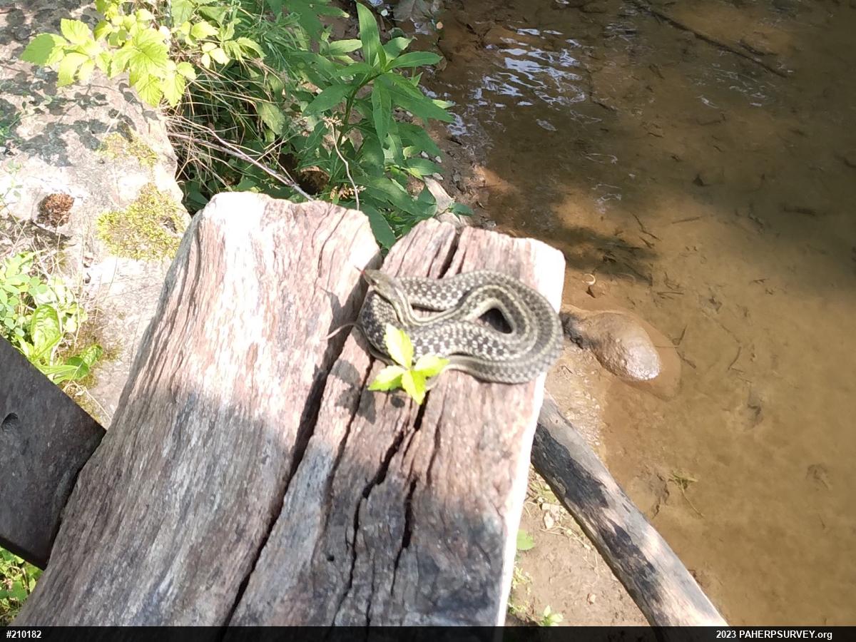 Eastern Gartersnake