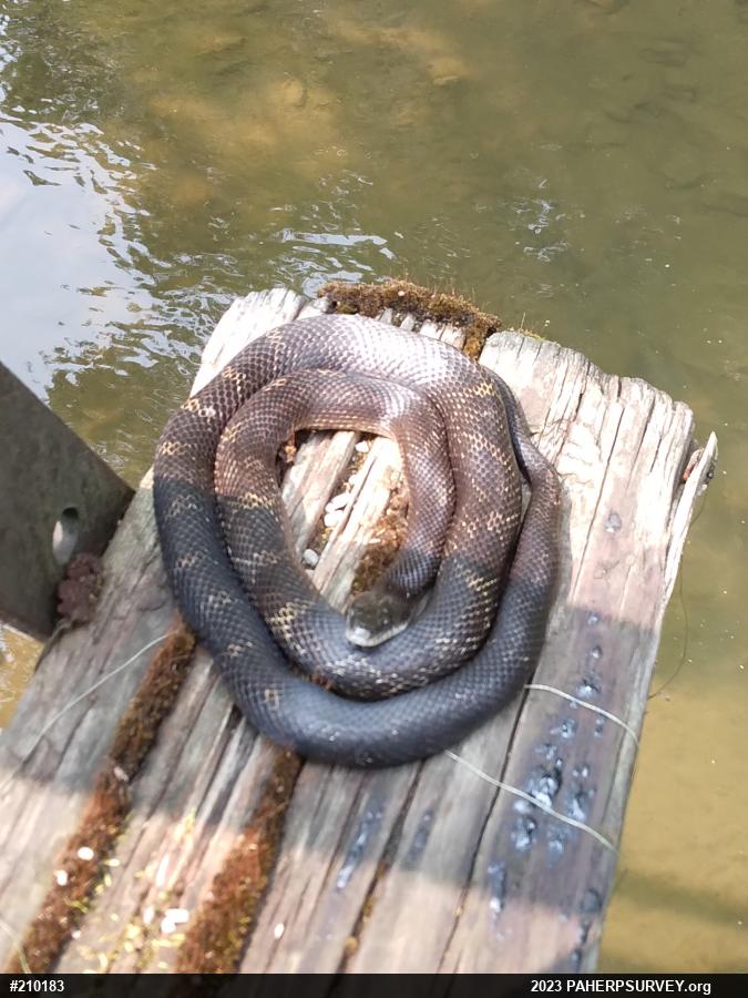 Eastern Ratsnake