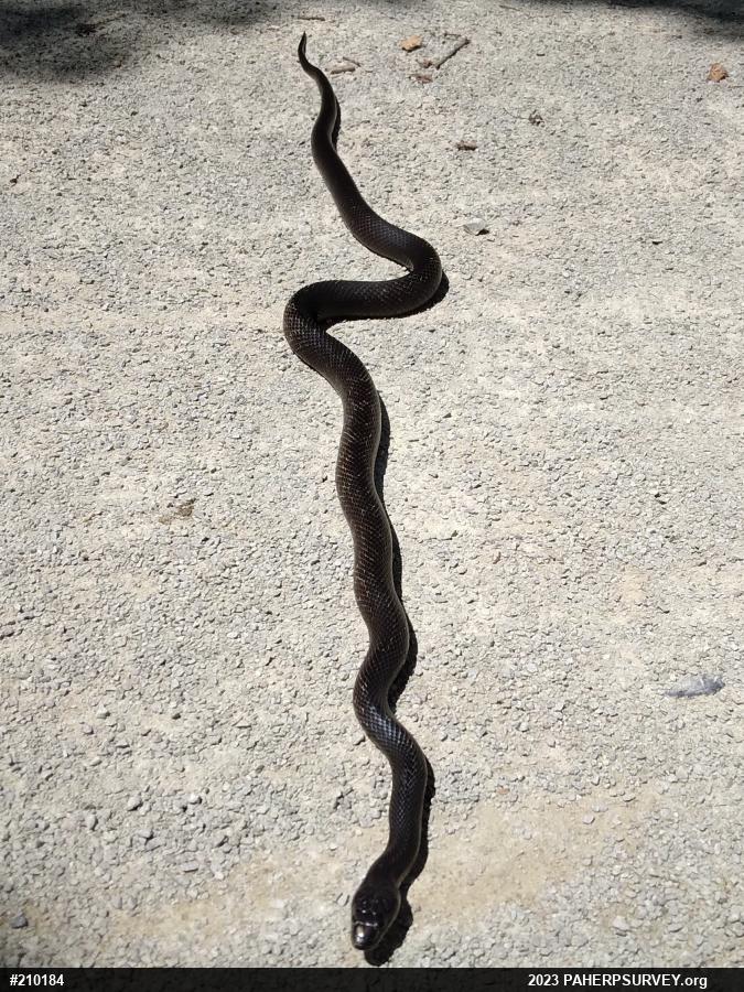Eastern Ratsnake