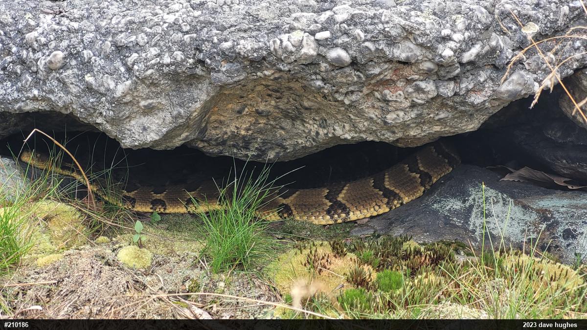 Timber Rattlesnake
