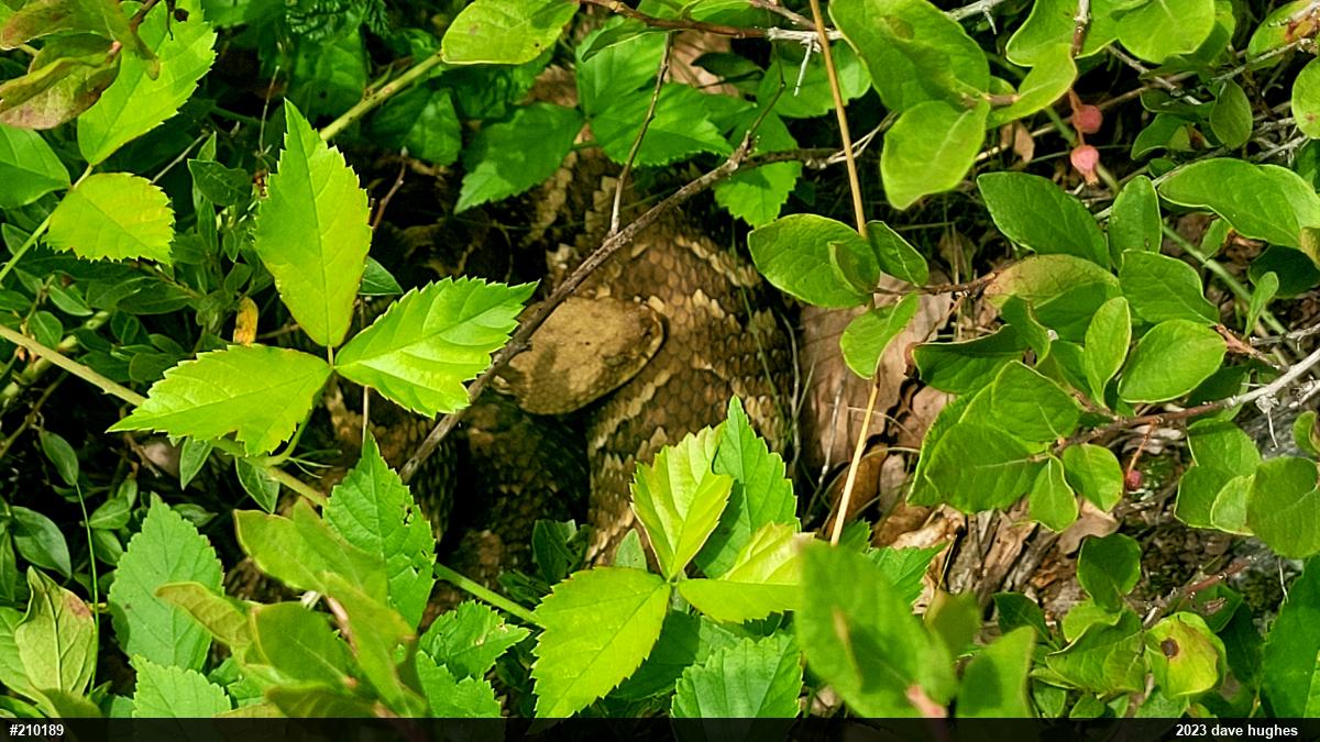 Timber Rattlesnake