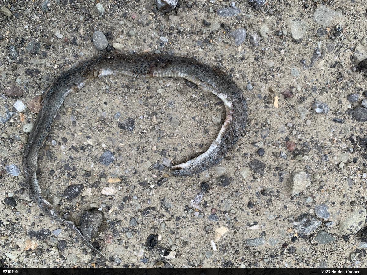 Dekay's Brownsnake