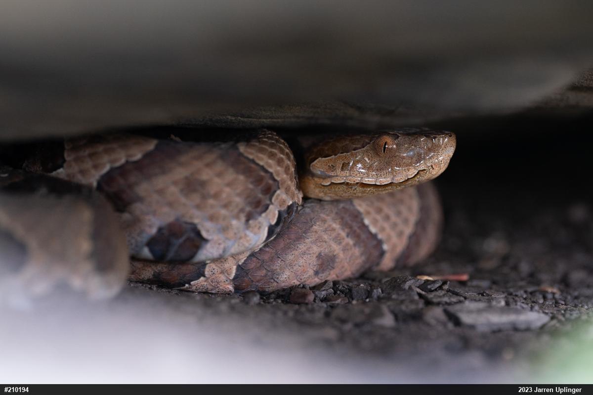 Northern Copperhead