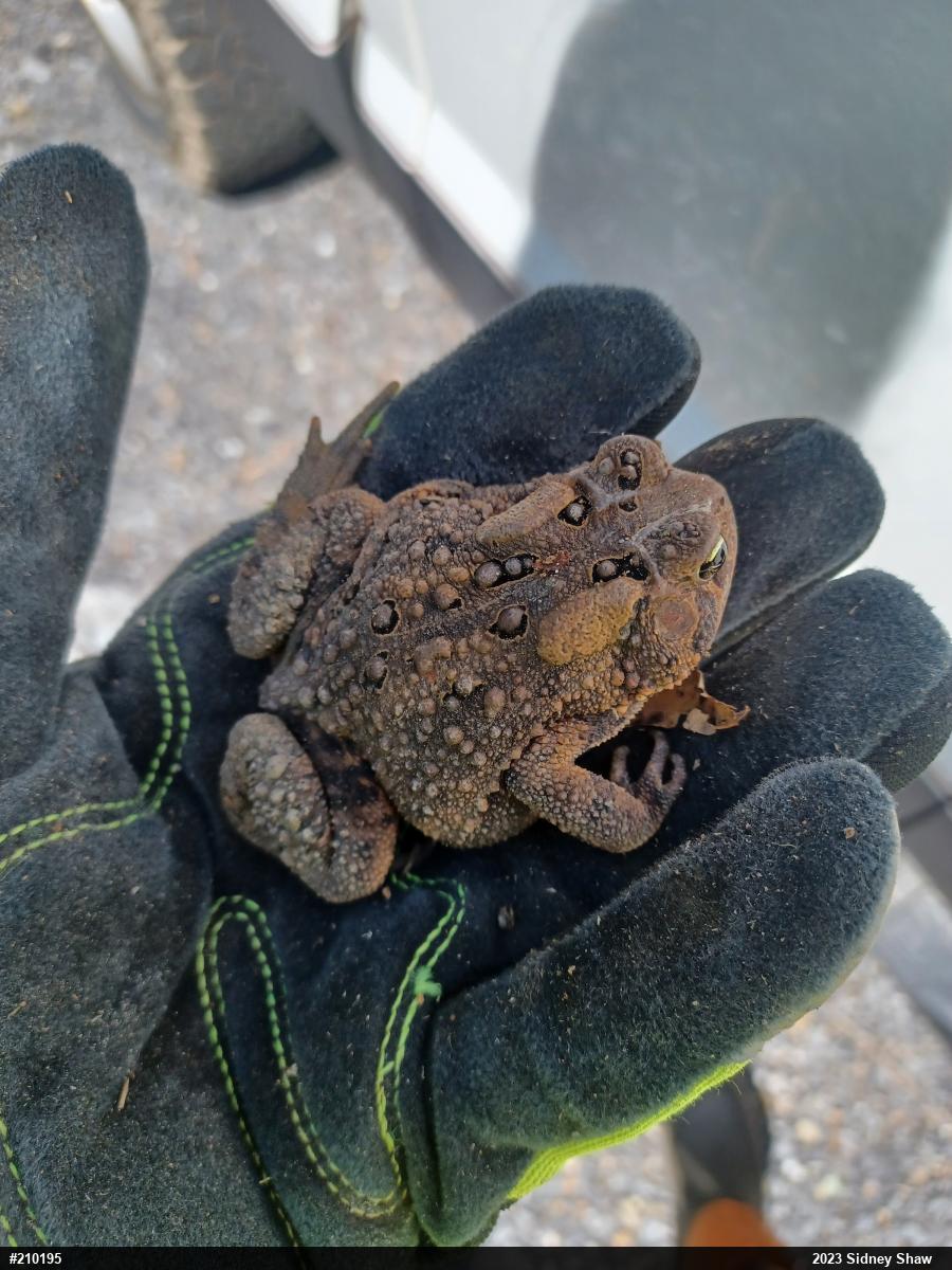 Eastern American Toad
