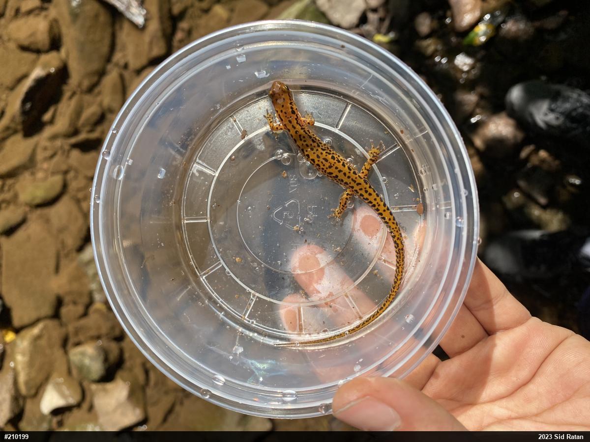 Eastern Long-tailed Salamander