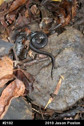 Northern Ravine Salamander