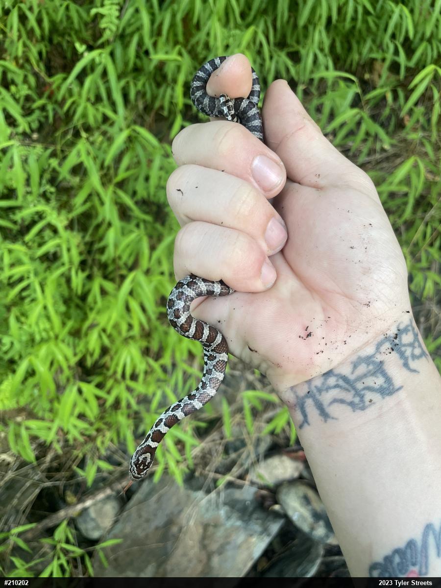 Eastern Milksnake