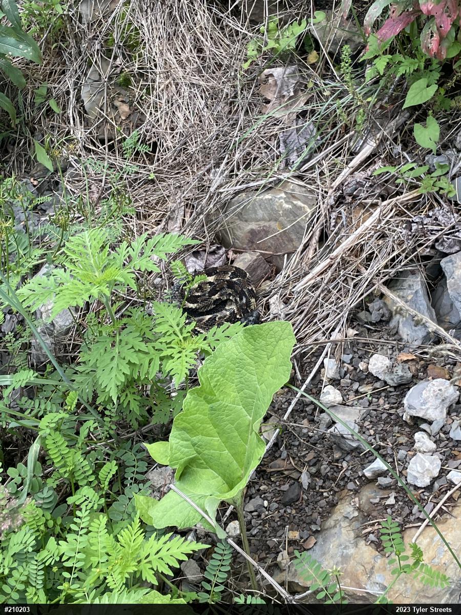 Timber Rattlesnake