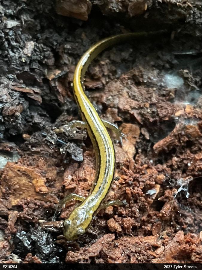 Northern Two-lined Salamander