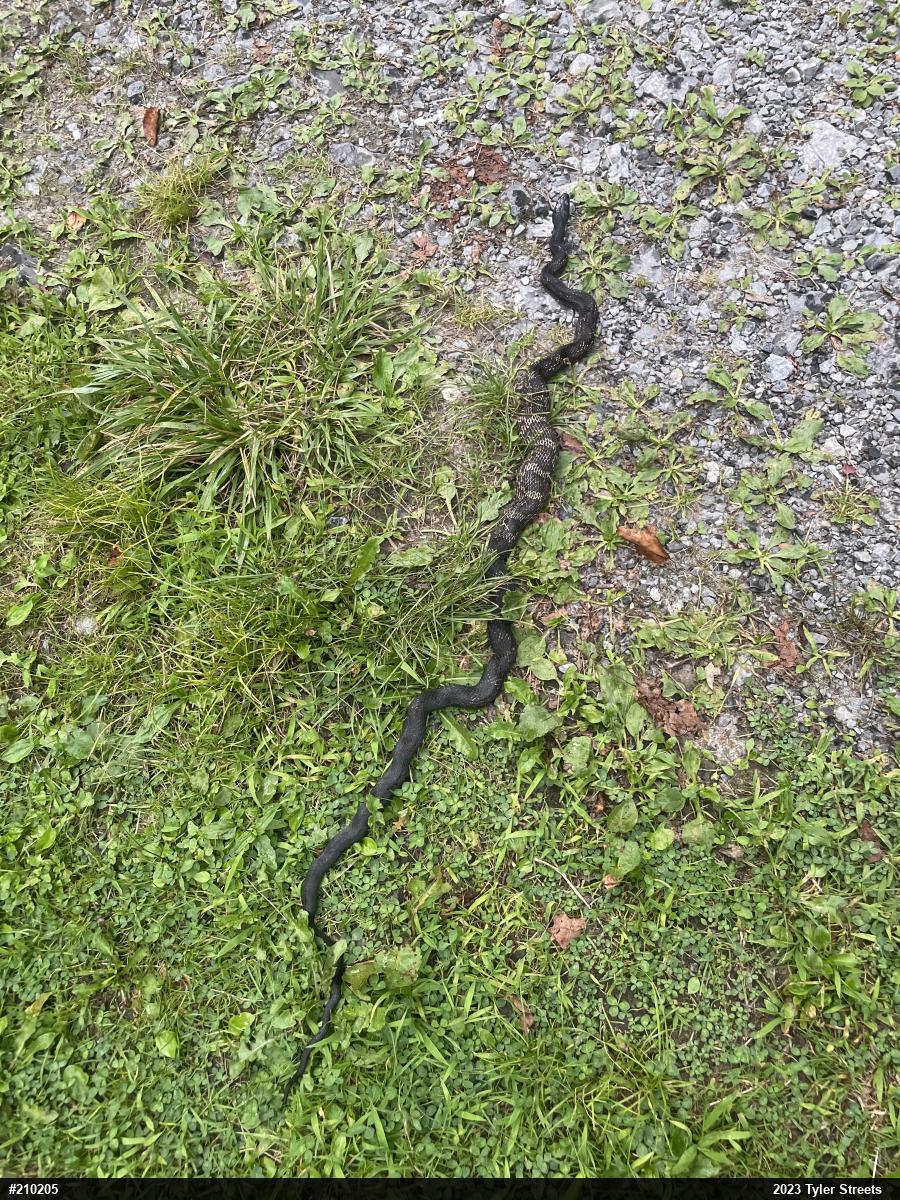 Eastern Ratsnake