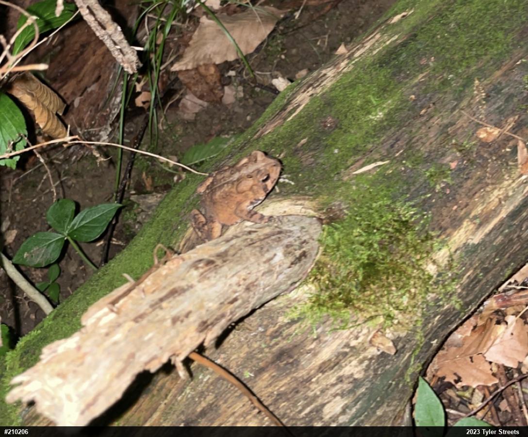 Eastern American Toad