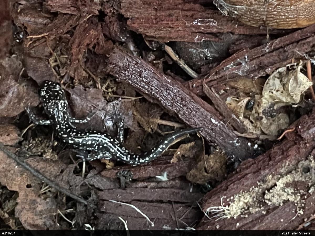 Northern Slimy Salamander