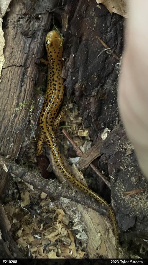 Eastern Long-tailed Salamander