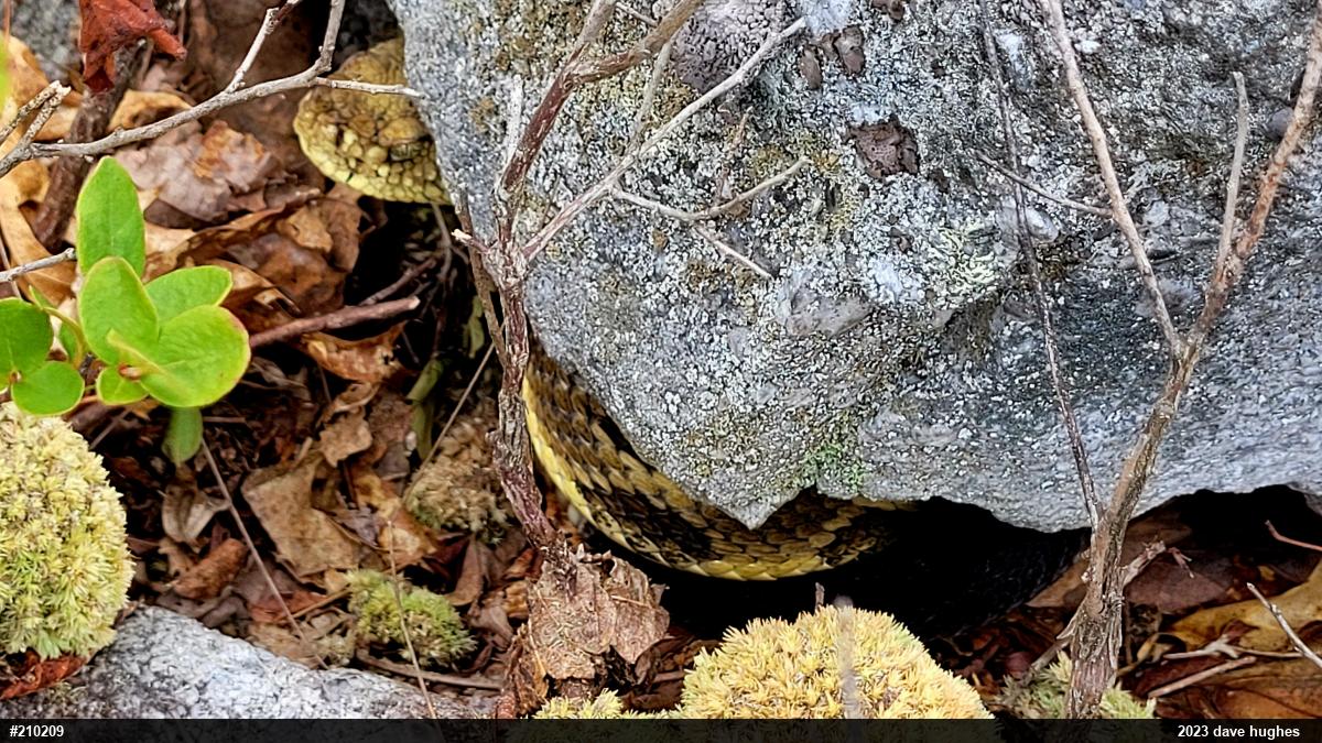 Timber Rattlesnake