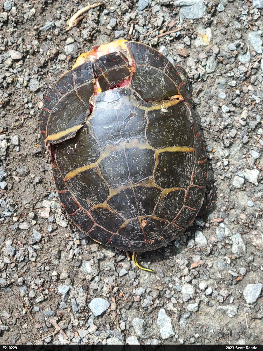 Painted Turtle