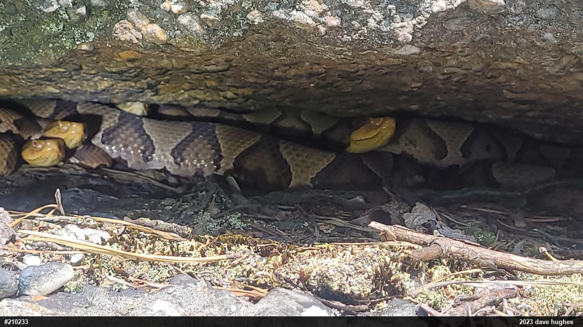 Northern Copperhead