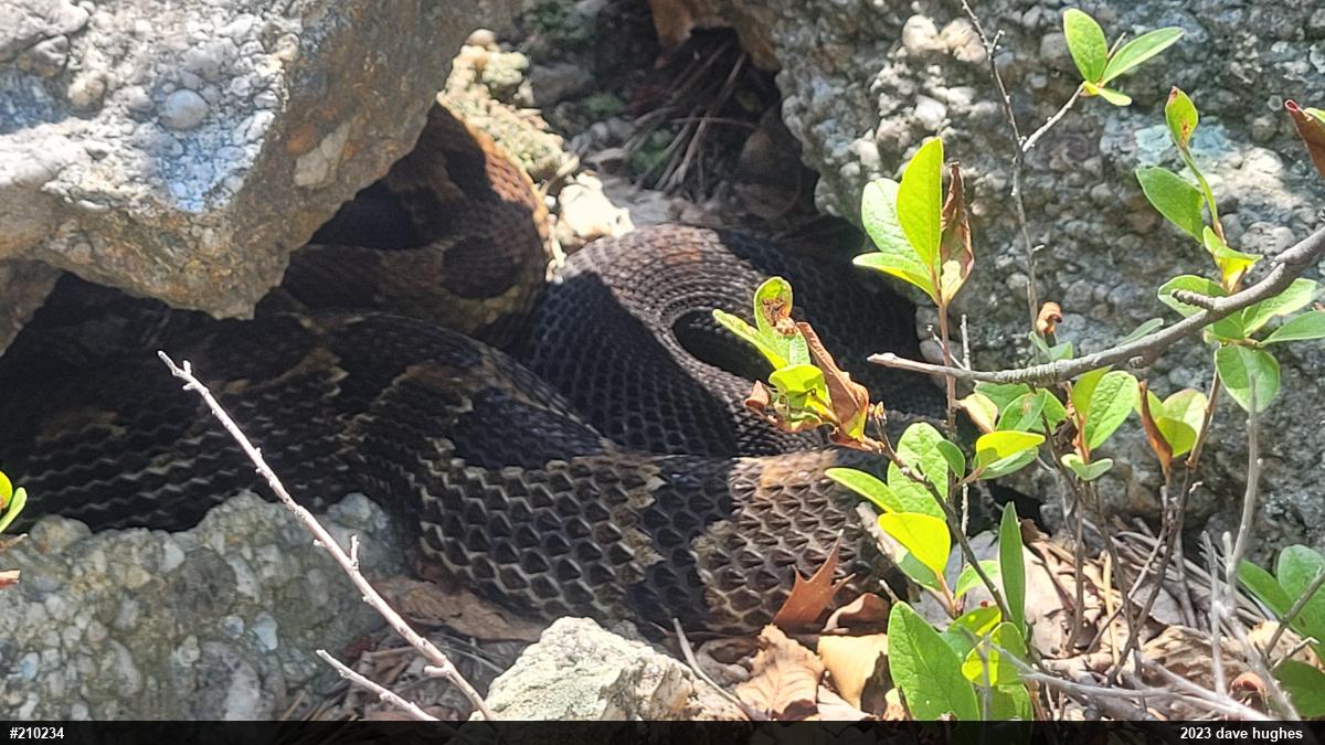 Timber Rattlesnake