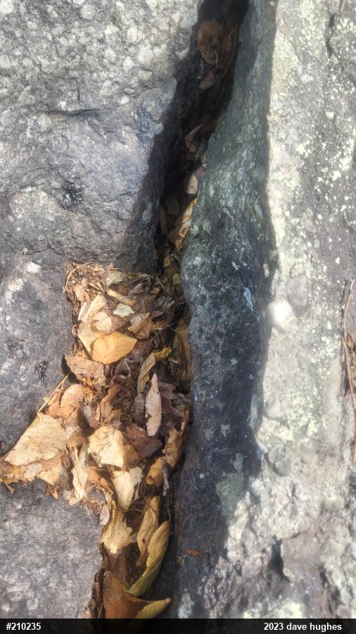 Northern Copperhead