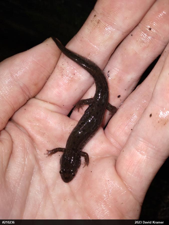 Northern Dusky Salamander