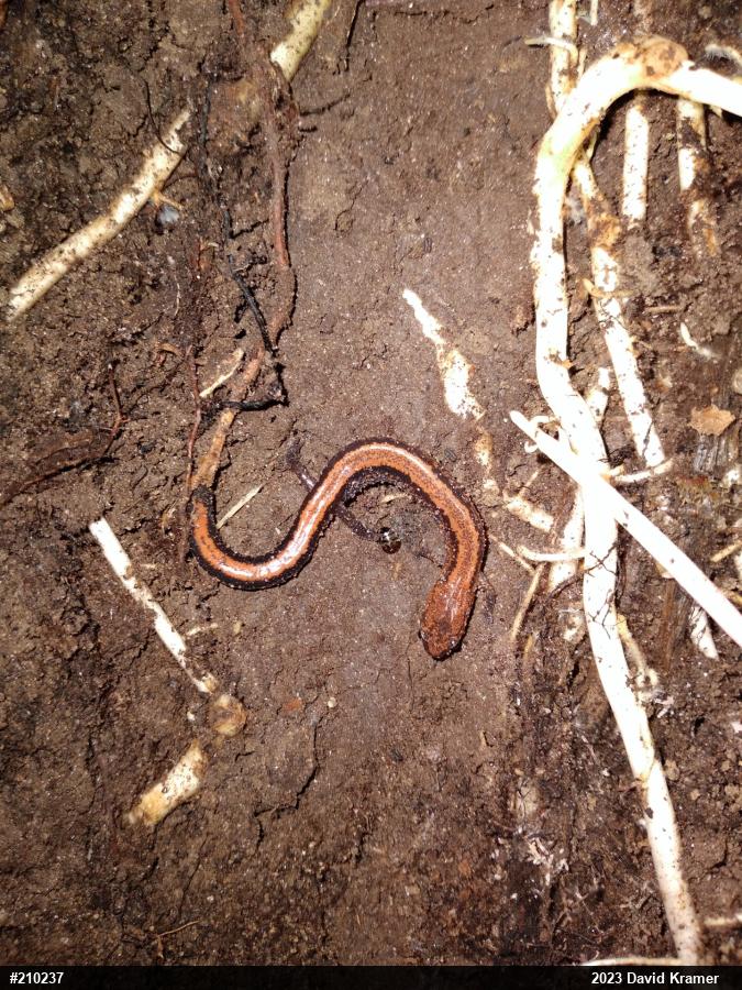 Eastern Red-backed  Salamander