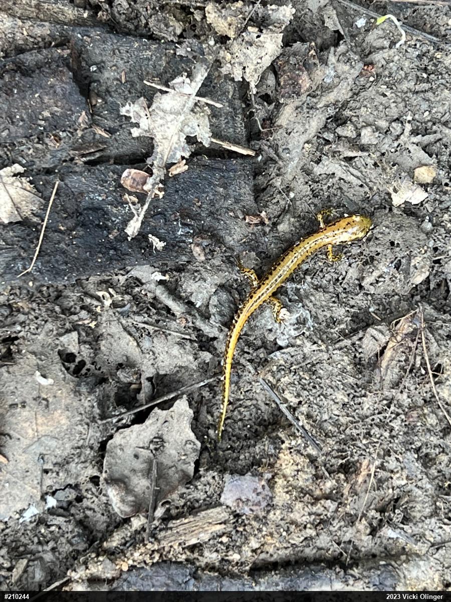 Eastern Long-tailed Salamander
