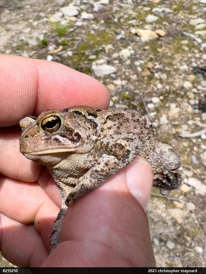 Fowler's Toad