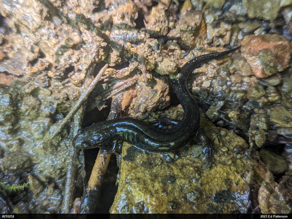 Allegheny Mountain Dusky Salamander