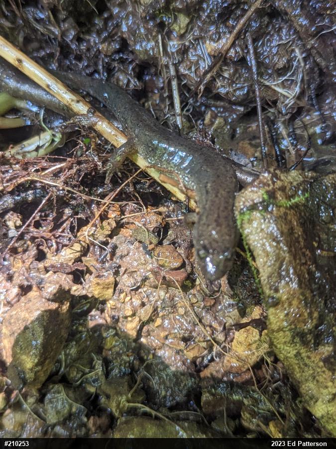 Northern Dusky Salamander