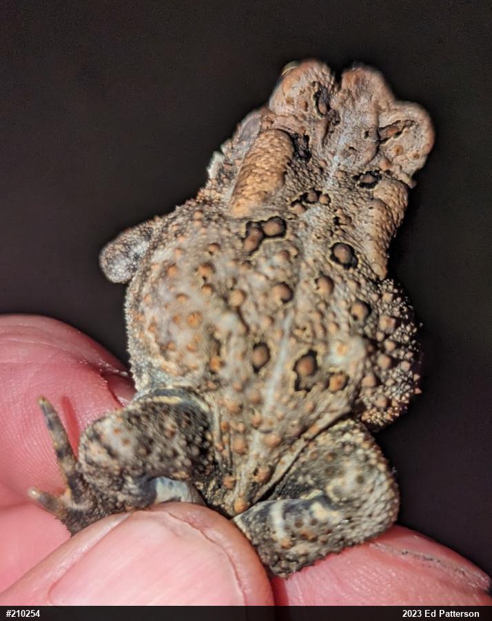 Eastern American Toad