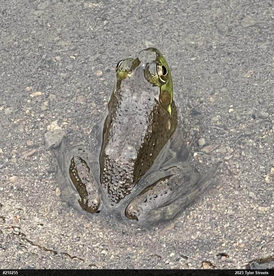 American Bullfrog