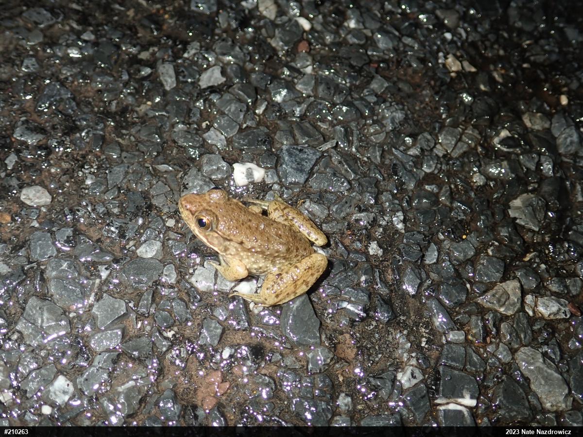 Green Frog