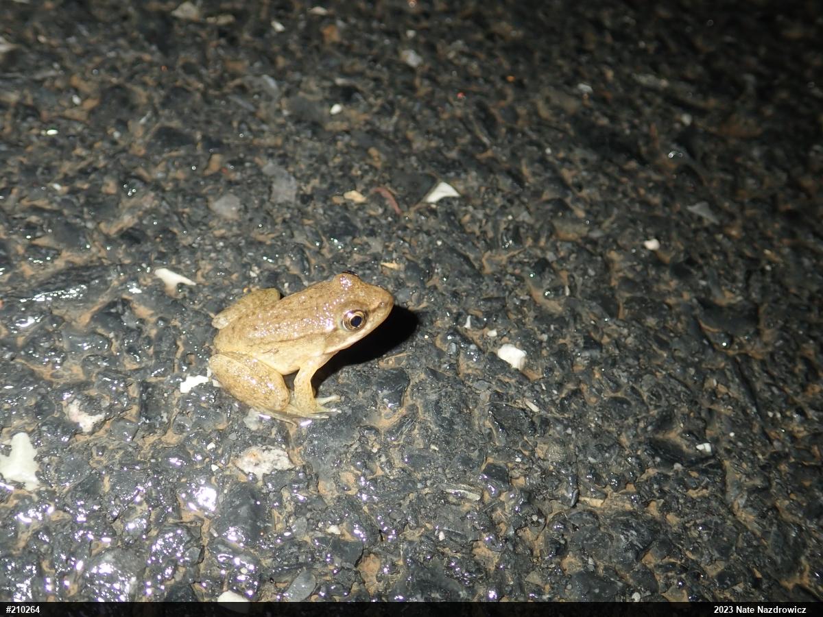 Green Frog