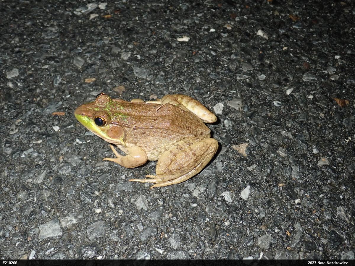 Green Frog