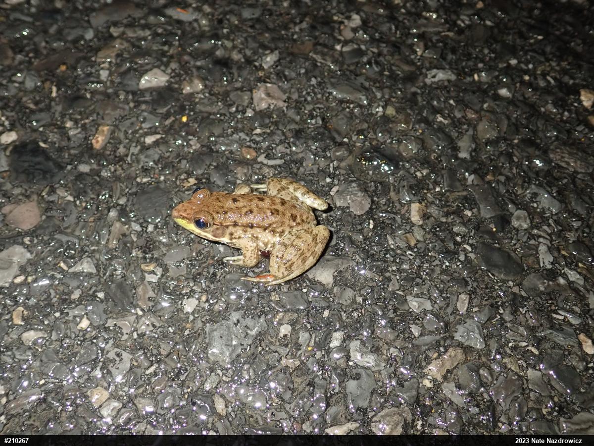 Green Frog