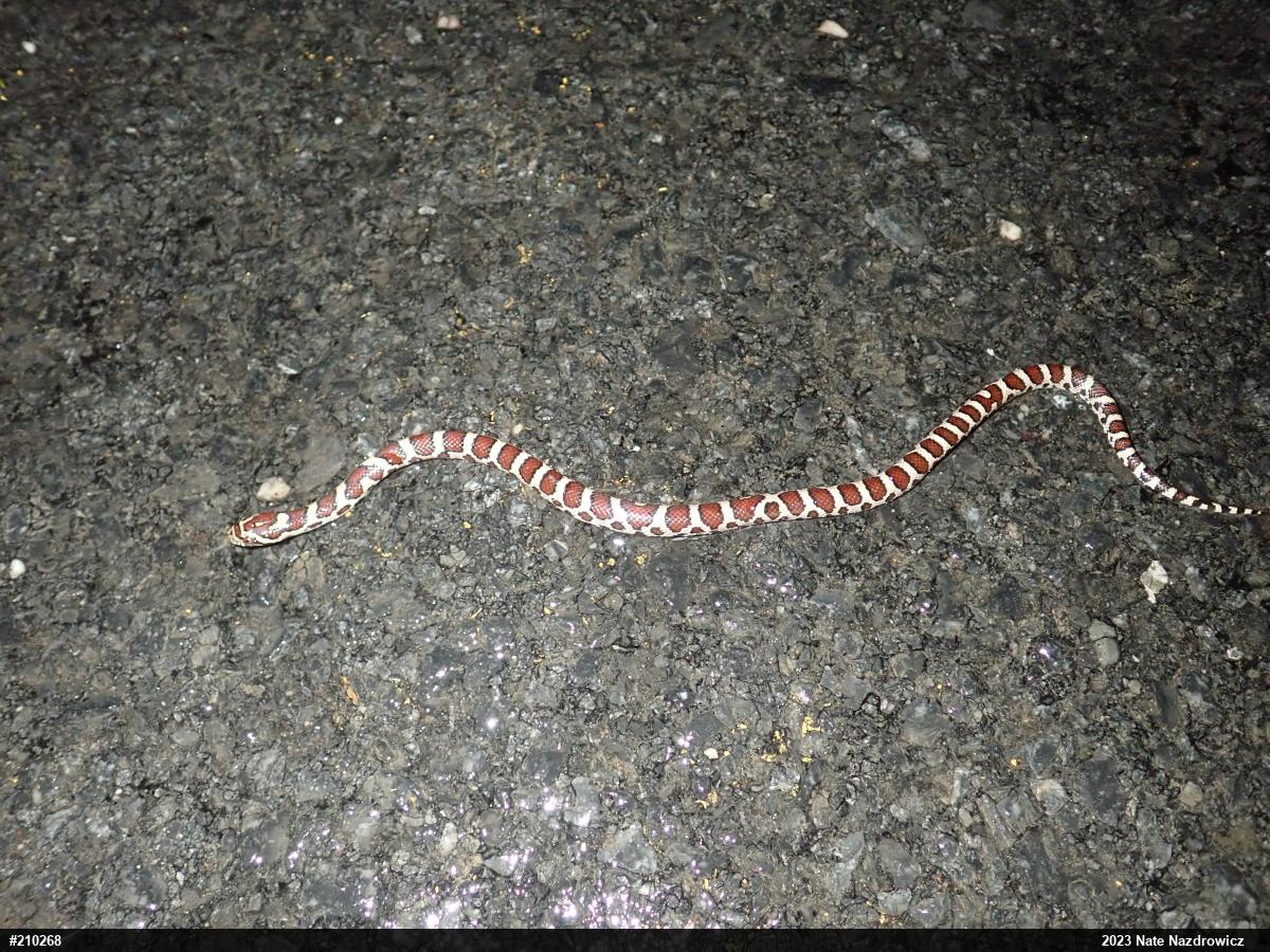 Eastern Milksnake