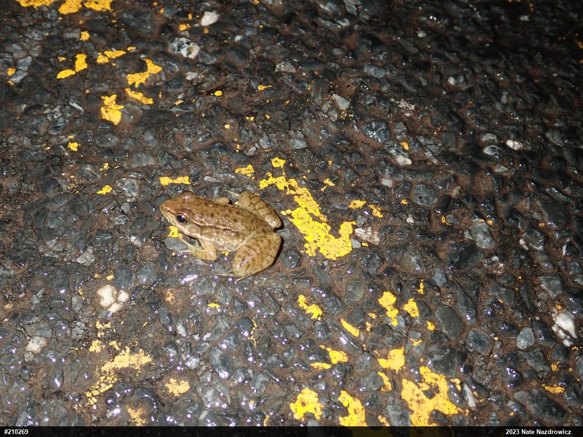Green Frog