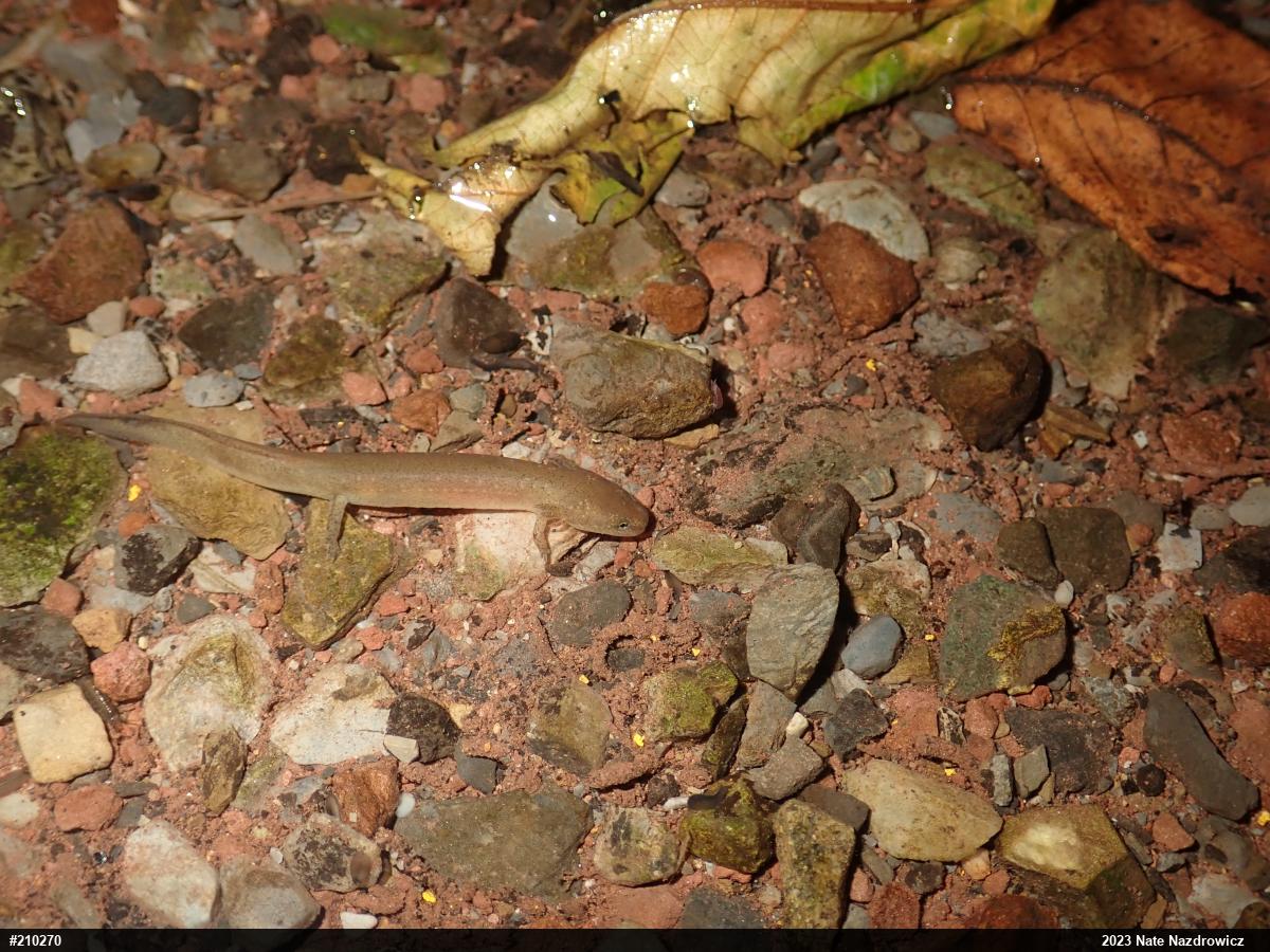 Northern Red Salamander