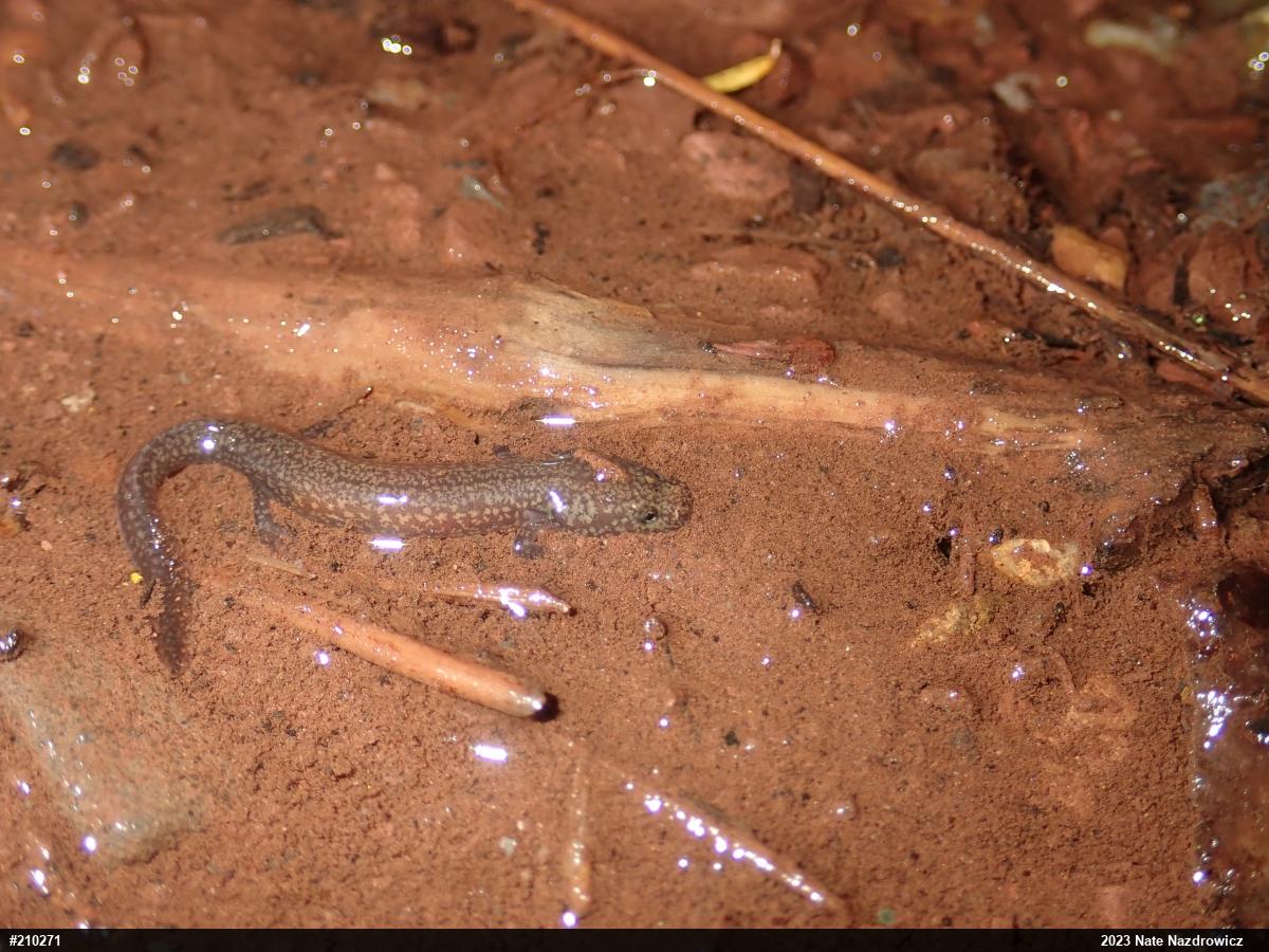 Northern Spring Salamander