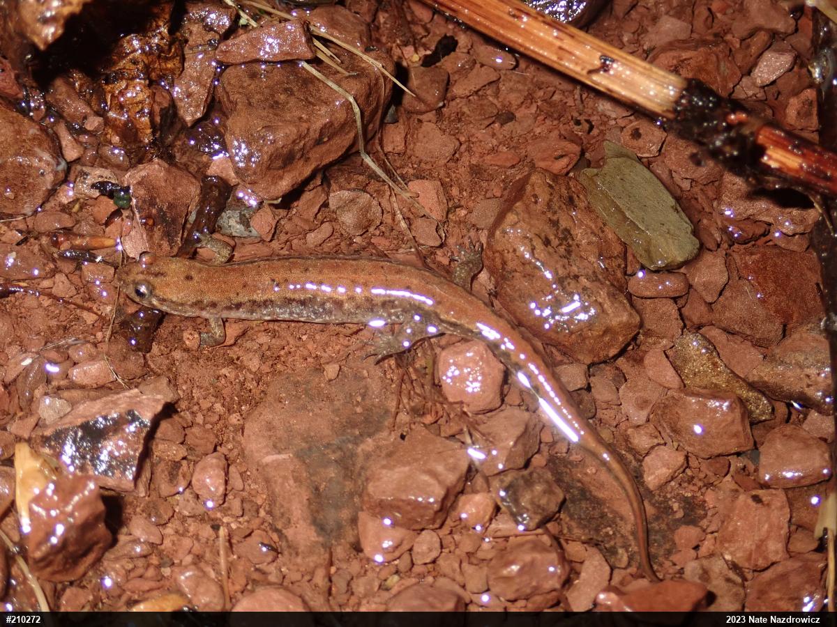 Northern Dusky Salamander
