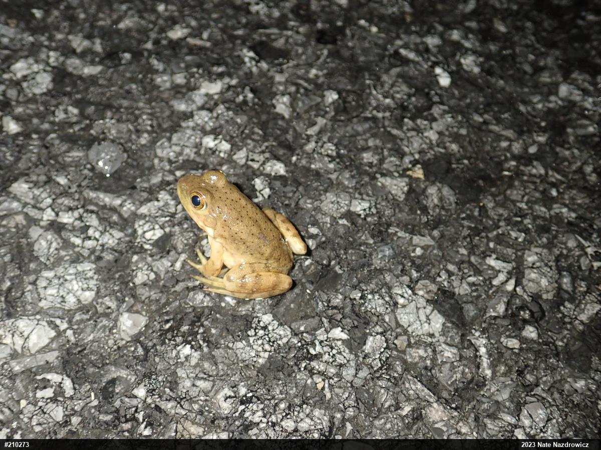 American Bullfrog