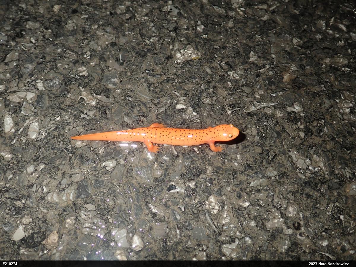 Northern Red Salamander