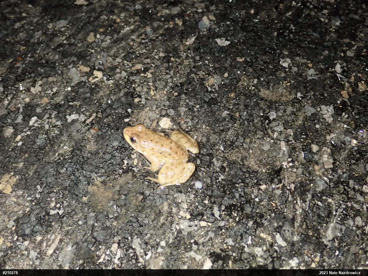 Green Frog