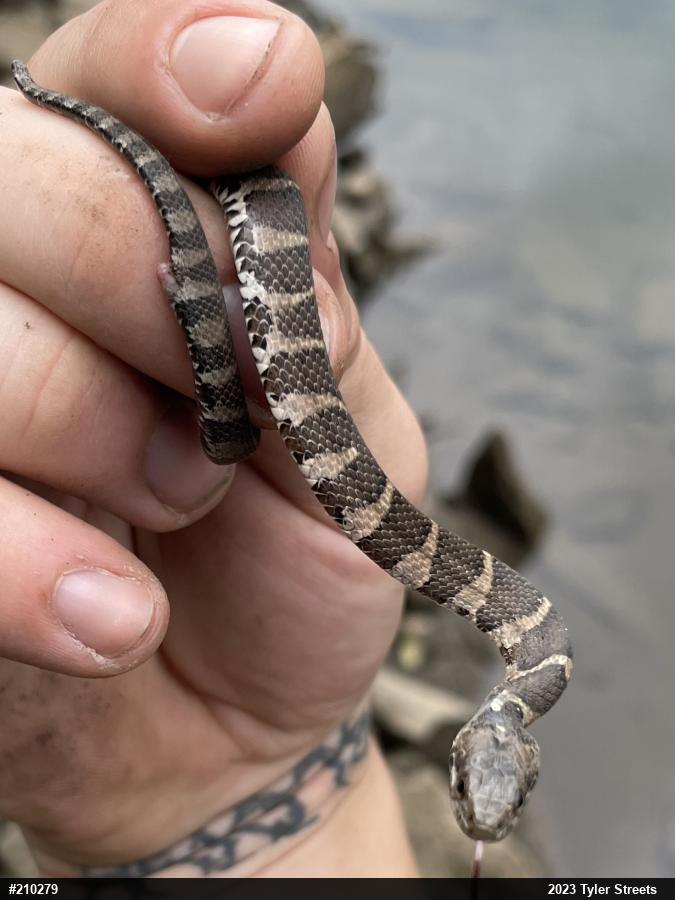 Northern Watersnake