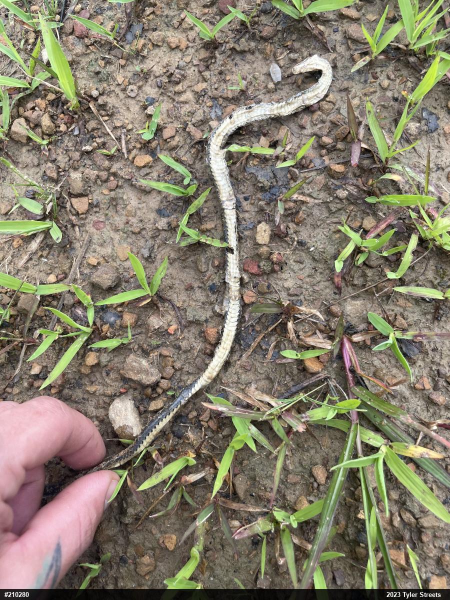 Northern Ring-necked Snake
