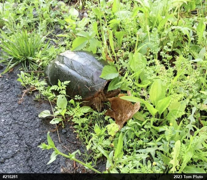 Snapping Turtle