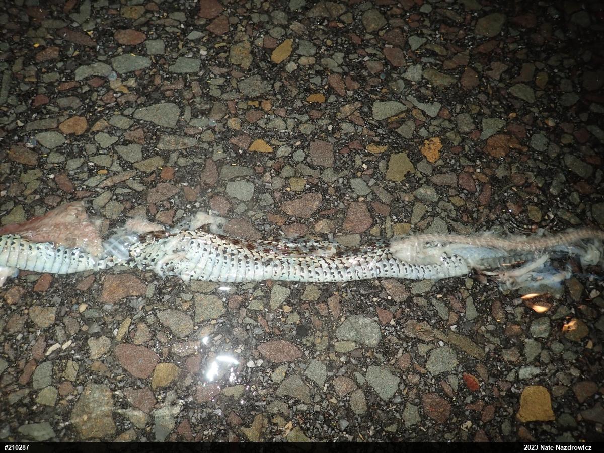 Eastern Gartersnake